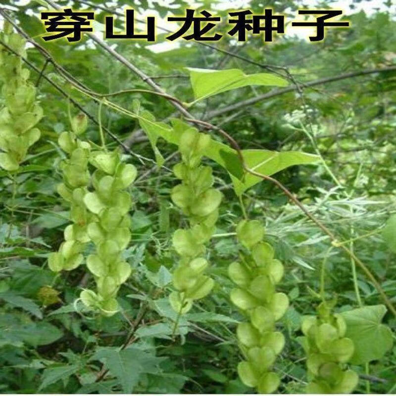 花支蕊优质药材穿山龙种子穿地龙 串山龙种子药材种子 一斤【500克】