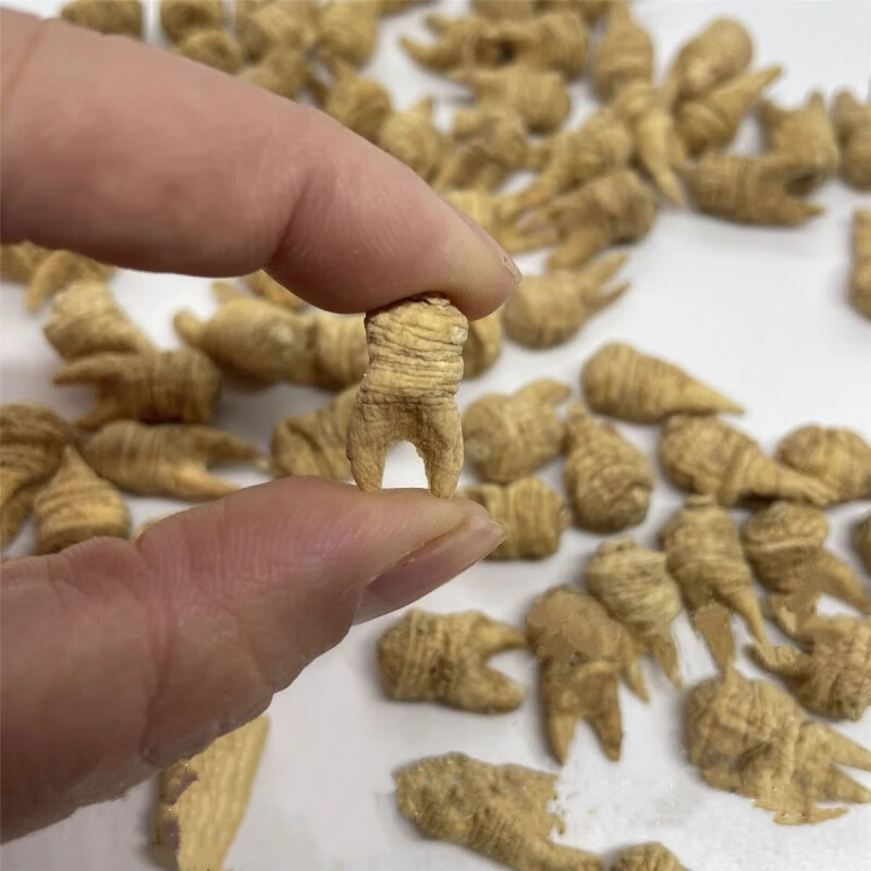 皇茅觅阳参藏阳米参新货无硫小粒牙参花旗参西洋参 特级觅阳参 50g