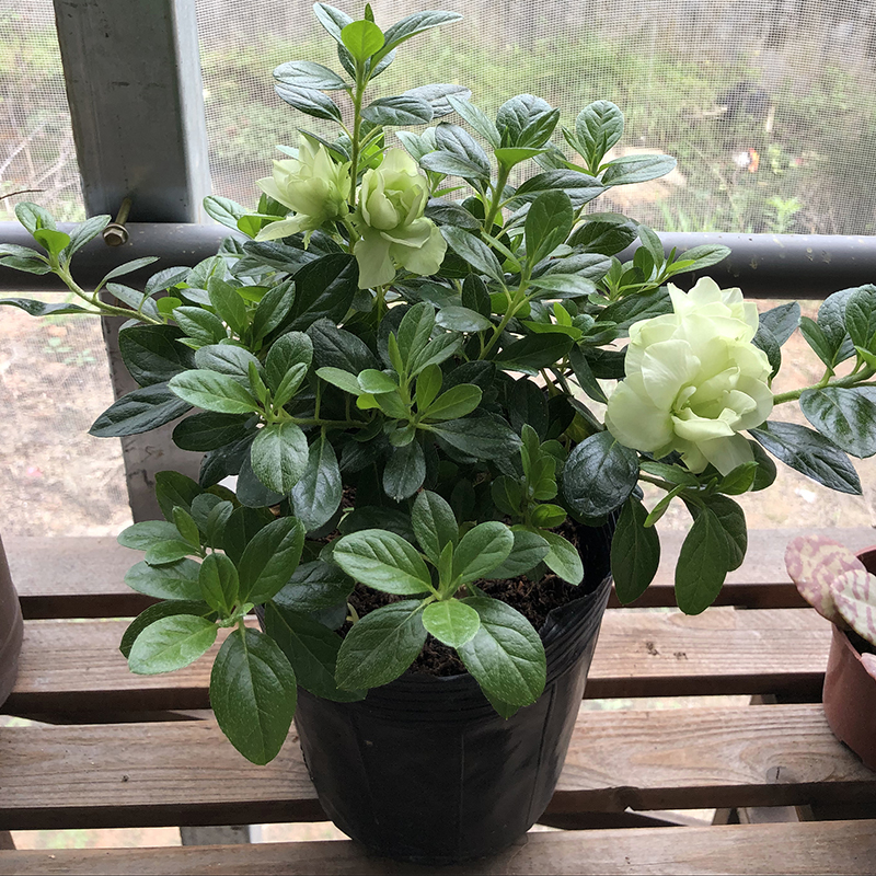 稀有杜鹃花盆栽绿色光辉四季好养开花家养室内盆栽花卉大花苞杜鹃花四