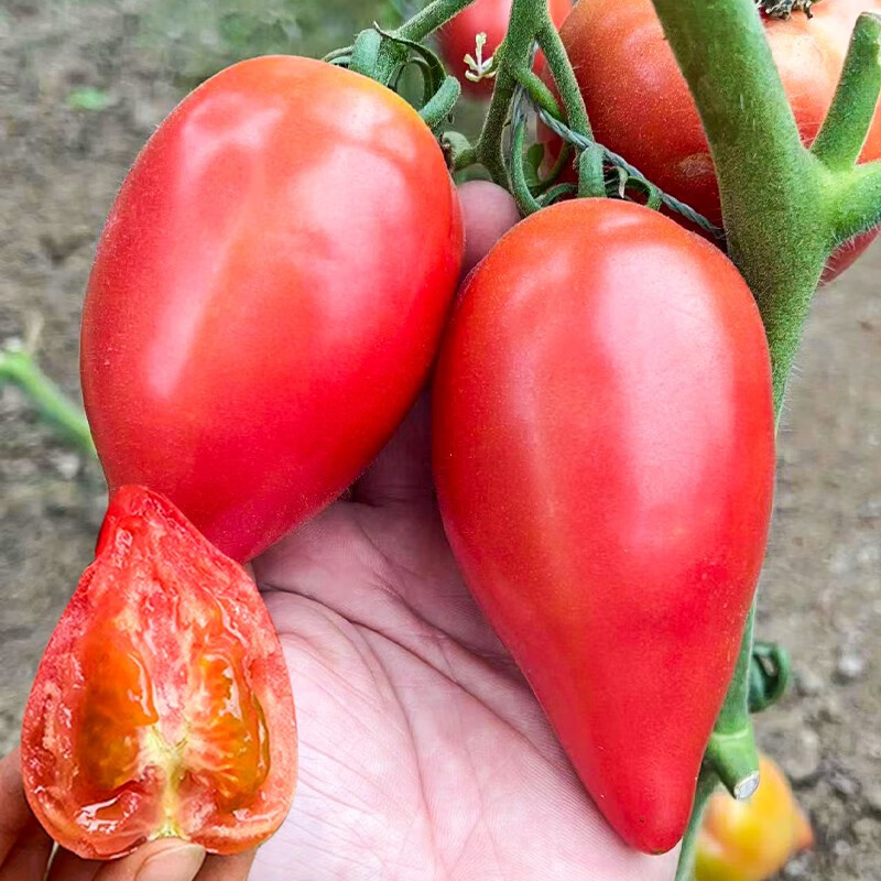 三千苗红芒果番茄种子超甜沙瓤水果大西红柿种籽四季春季阳台盆栽水果