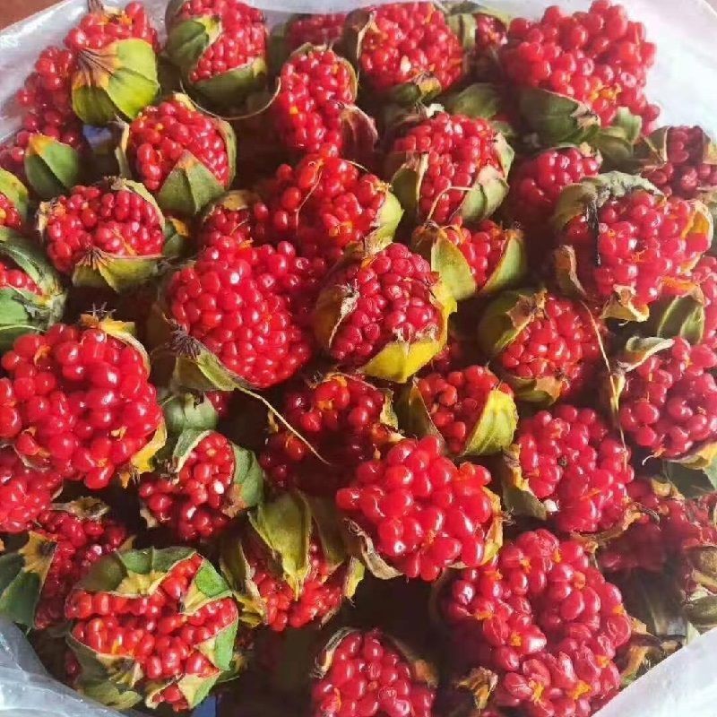 花中酷   药材种子种苗 七叶一枝花 独角莲 华重楼种籽 滇重楼种子 华