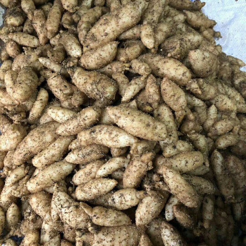 ��֮����ɽ������������һ������500gһ������������1�����ں��ӽ����� �����������