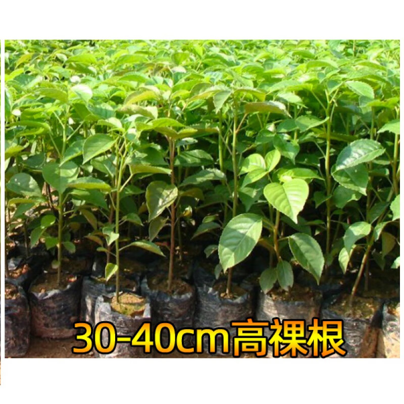 植果缘秋枫树苗茄冬苗重阳木秋风子红桐过冬梨朱桐树乌杨绿化名贵药材