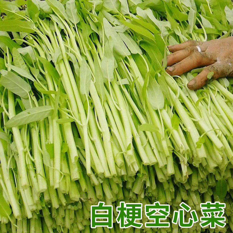 国内初の直営店 かおりんたん様専用 空芯菜の種22g➕バタフライピー