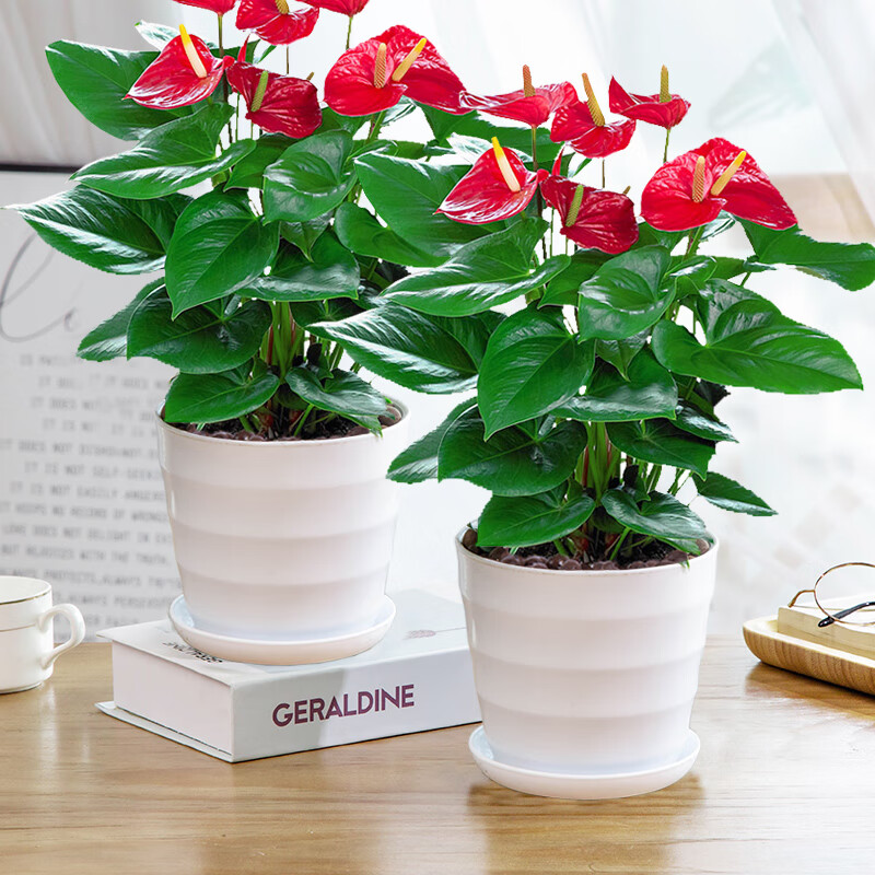 小冤家大红掌盆栽绿植室内客厅好养四季开花观赏美观盆景鸿运当头 两