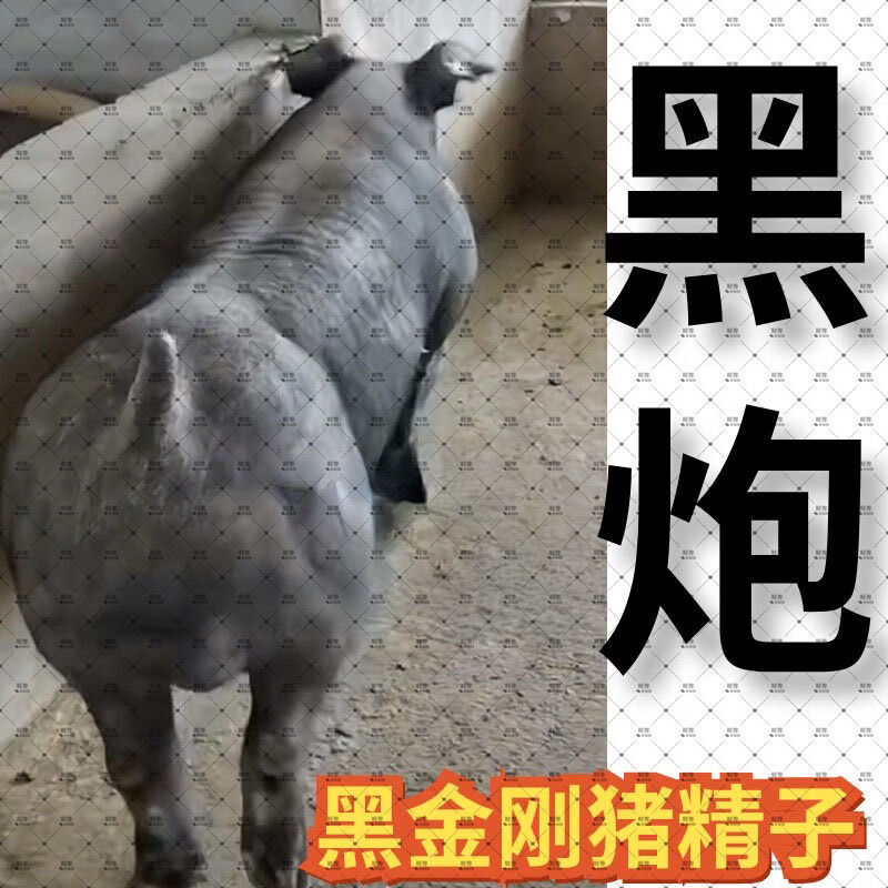 母猪繁育配种用猪精子黑公猪巴克夏黑金刚人工授精产品鲜精速发镇
