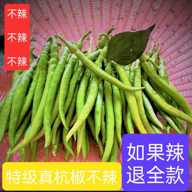正宗杭椒不辣的辣椒软皮不辣杭椒正宗水果杭椒完全不辣 1斤尝鲜