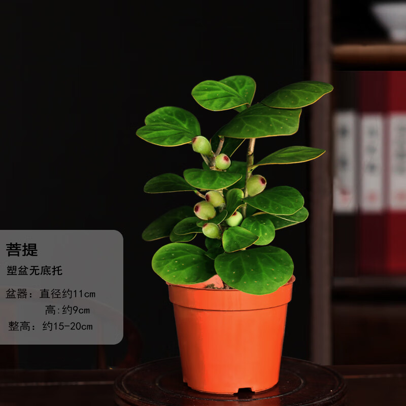 菩提树盆景小盼菩提盆栽禅意办公室内绿植小盆栽花卉客厅微盆景 110