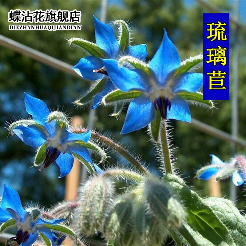 耐热花卉种子速生芳香植物花籽绿化花草庭院阳台盆栽花卉 琉璃苣种子
