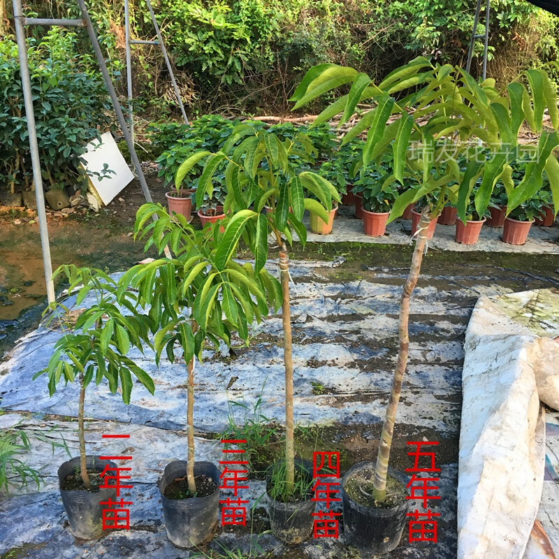 树苗青橄榄苗酥皮甜种橄榄嫁接苗正宗金玉三捻橄榄乌橄榄 酥皮青橄榄