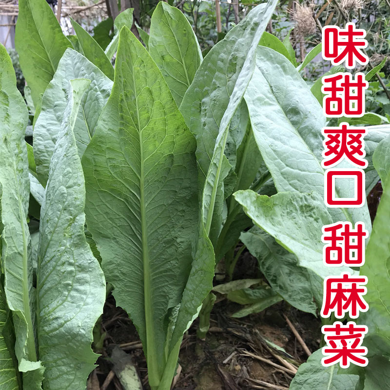 红人迷正宗高州甜唛菜种子甜麦菜种籽苦麦菜种唛菜籽高州唛菜特色软嫩