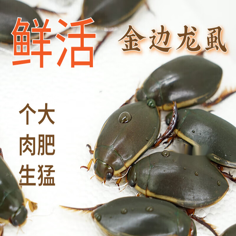 龙虱鲜活水母鸡水鳖盖金边龙虱水蟑螂活体半斤一斤装