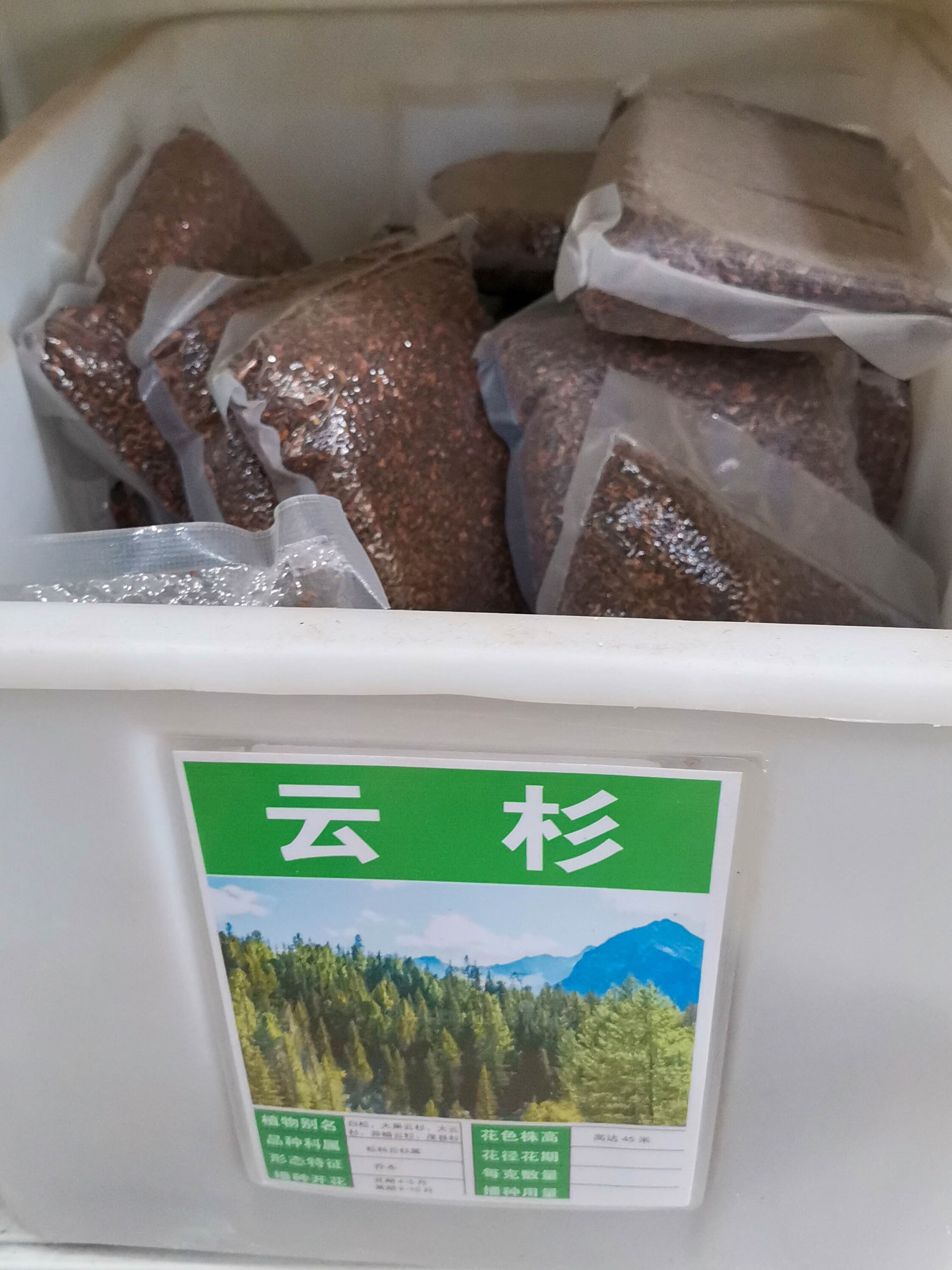 芗苒云杉种子绿化行道树种籽籽 云杉种子一斤