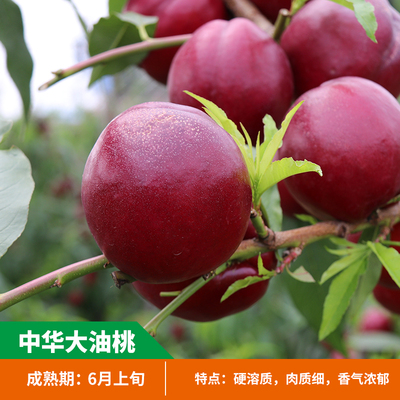 雅兰阁桃树苗黑桃王嫁接苗树苗冬桃新品种水蜜桃桃子树当年结果特大