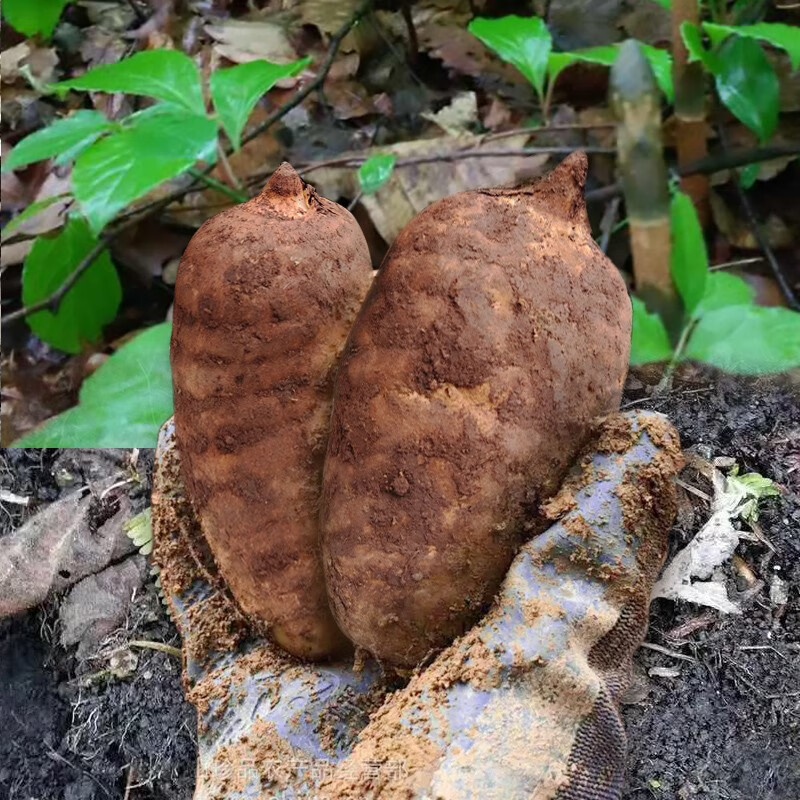 百年云松云南新鲜天麻2025 小草坝天麻 只挑大个天麻 营养滋补秋冬进补  新鲜天麻8-10个大果 1000g