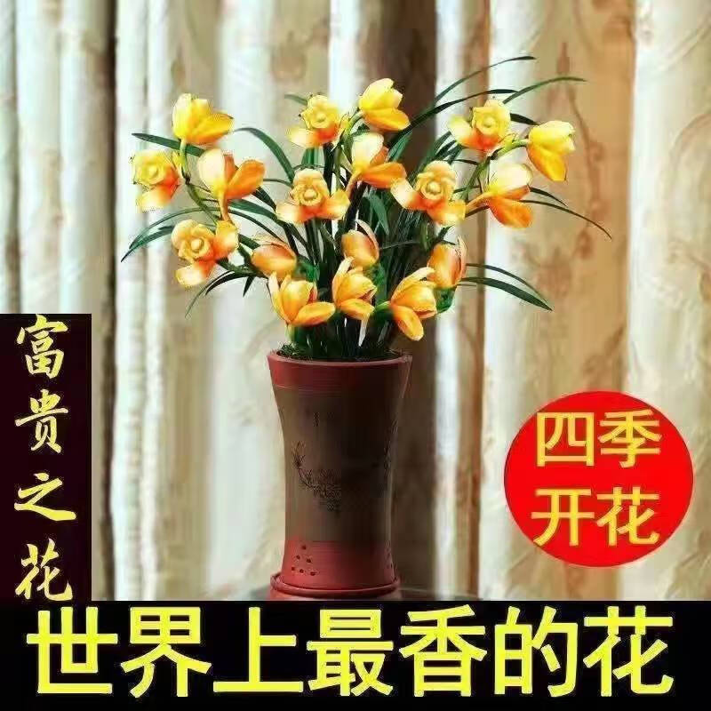 浓香型兰花苗盆栽大花蕙兰建兰花卉盆栽室内绿植物庭院四季开花 富贵11 (5苗送肥料+生根粉)当年开花 京东折扣/优惠券