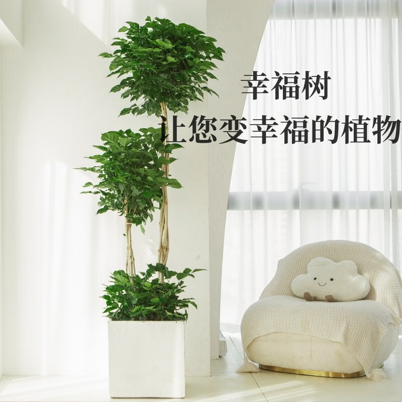 幸福树 盆栽客厅室内大型落地绿植老桩办公室新屋除甲醛送礼植物 三层高1.5-1.6M含白正方水泥盆高性价比高么？
