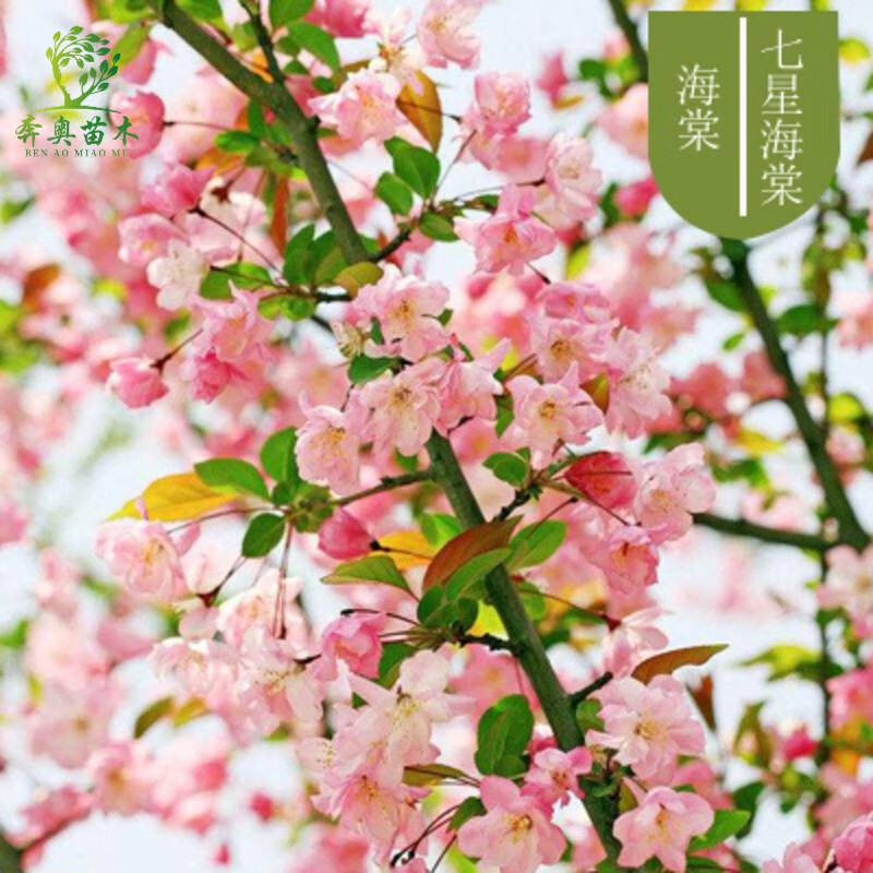 海棠 盆栽 盆景梅花树桩重瓣红花海棠花红梅树苗耐寒植物 海棠花苗