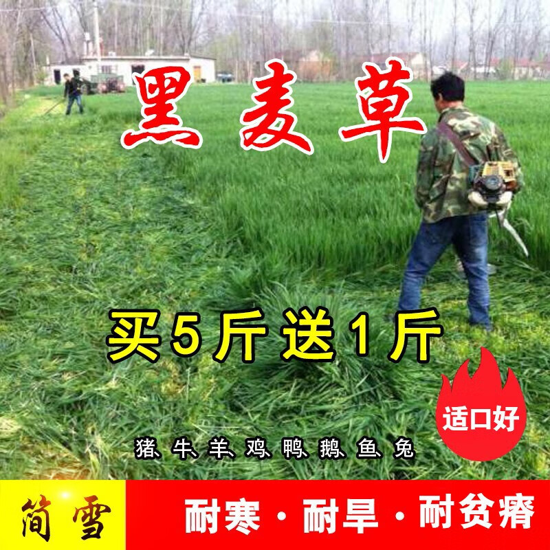 种子四季多年生鱼草耐寒抗旱喂养鸡鸭鹅猪牛羊鱼 一年生黑麦草种子1斤