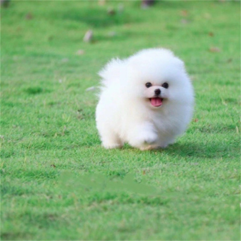 纯种茶杯犬狗狗博美幼犬活体宠物狗球形日系黄色博美狗狗超小体博美犬