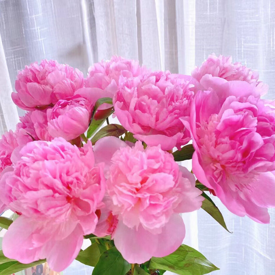 芍药鲜花云南直发落日珊瑚重瓣花束进口山东油画牡丹百合鲜切花卉