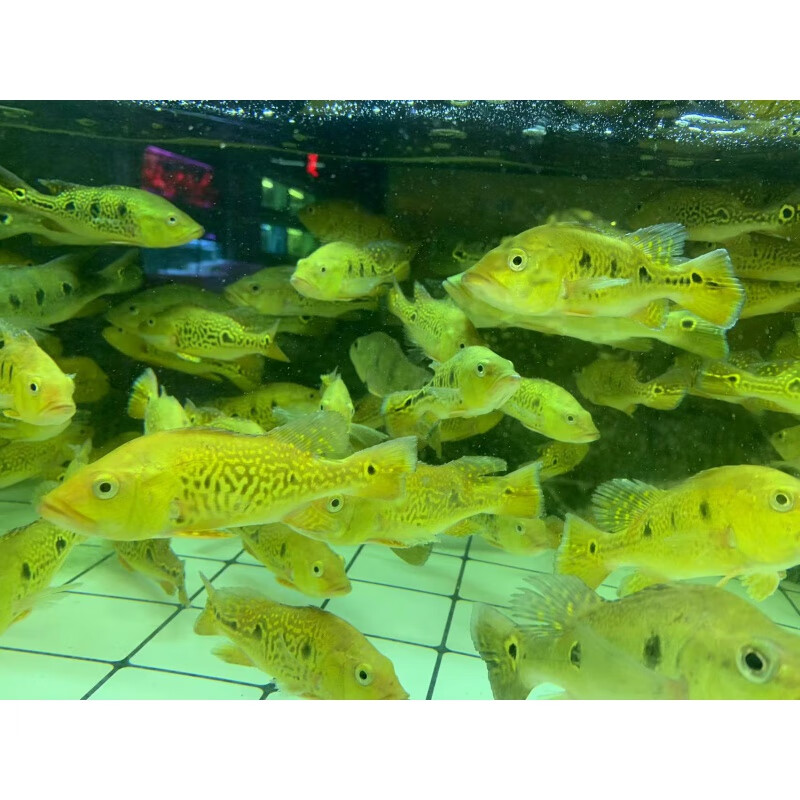 巴西亚三间眼斑三间蓝帆五间鱼金龙红龙鱼 黄金虫纹巴西亚12-14公分