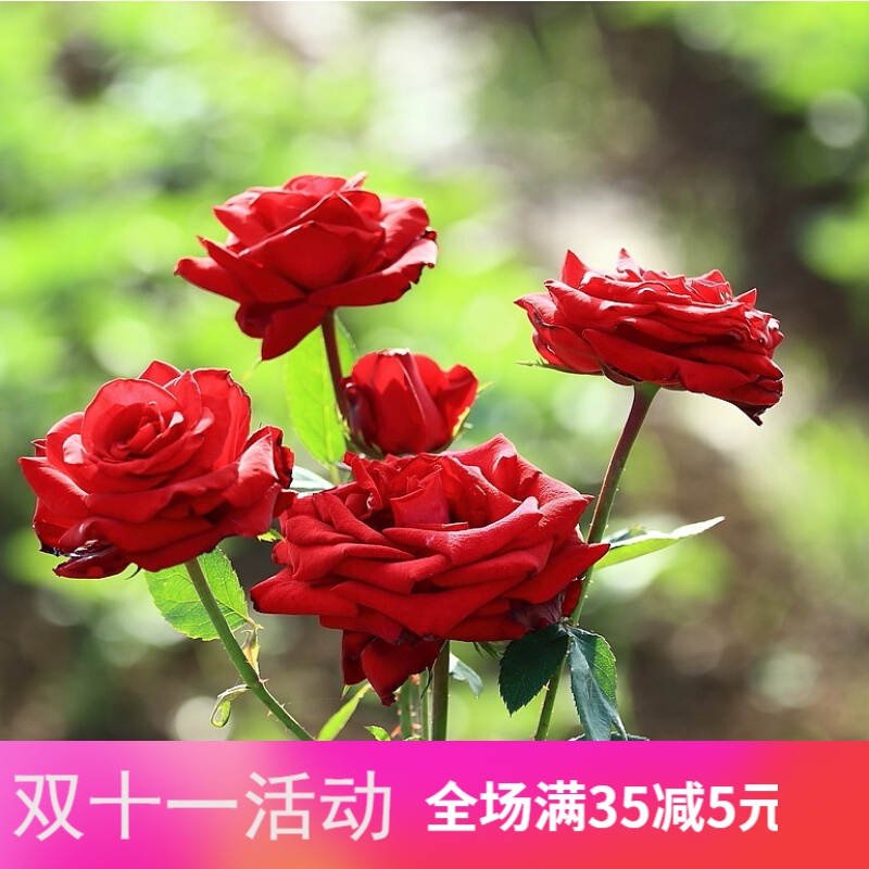 玫瑰花种四季开花易种活种子大全植物室内外阳台盆栽花卉花种籽子 红