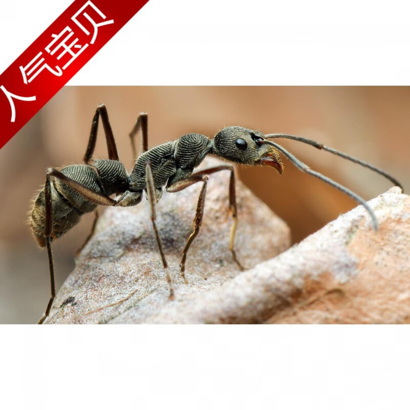 聚纹双刺猛蚁新手猛蚁生日礼物活体宠物宠物昆虫好养的蚂蚁 20工