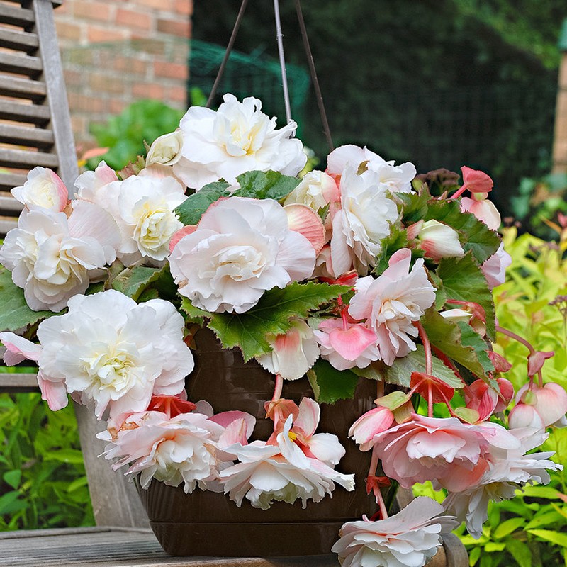 左家花园进口夫妻海棠种球垂吊系列球根海棠 花庭院阳台多年生球根