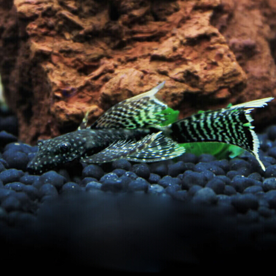 胡子24k大帆鱼底栖除藻工具鱼琵琶清垃圾异型鱼 雪花大帆3-4cm(1条)