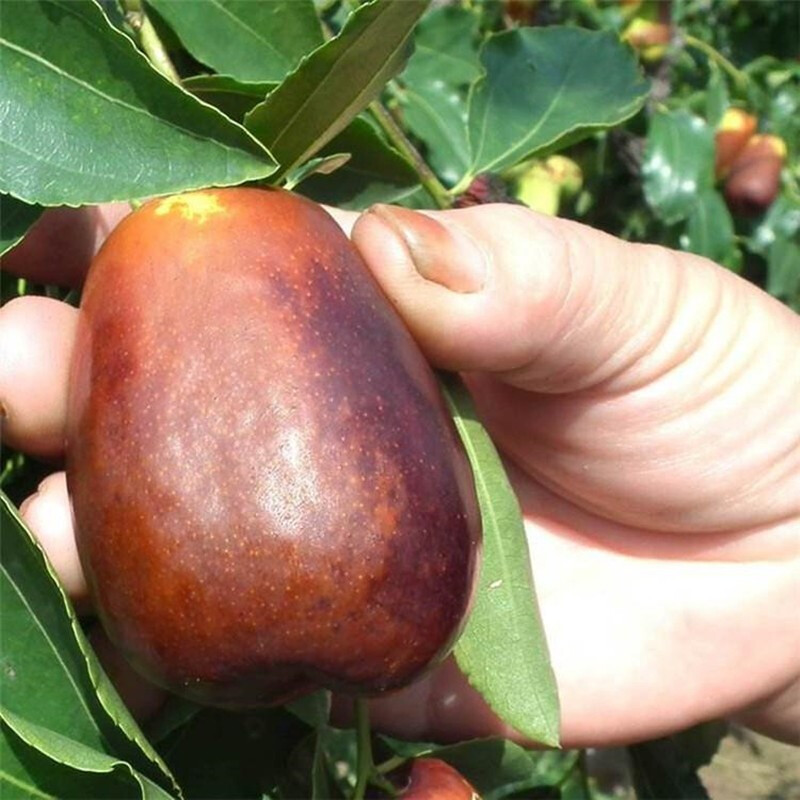 枣树树苗 中华大龙枣苗 大枣苗 特大嫁接枣子树苗 当年结果盆栽地栽