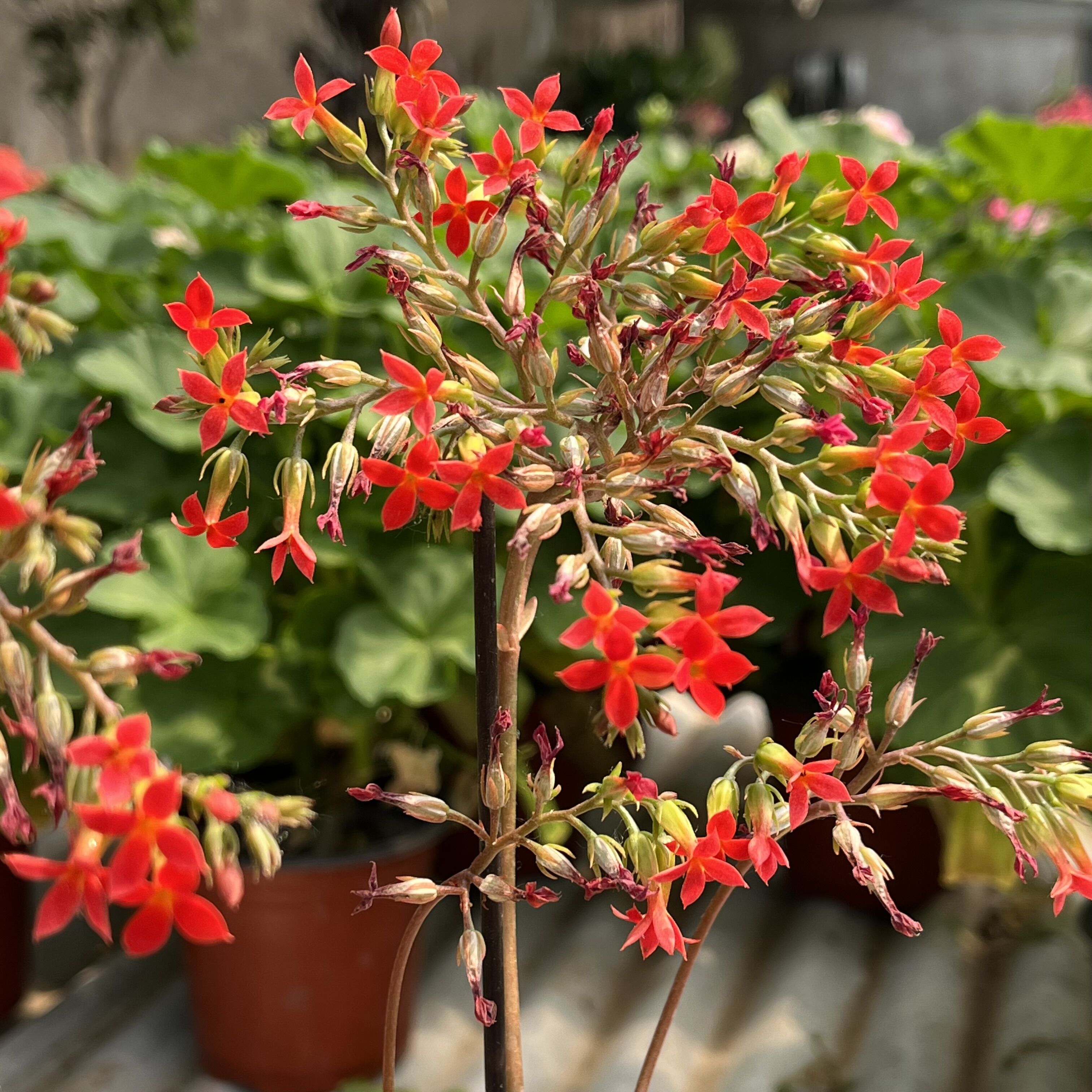 花俗名长寿盆栽花卉花期长带苞阳台阳台客厅趣 凤尾长寿花 带盆栽好