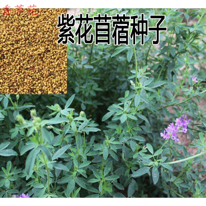 香葶苑  紫花苜蓿种子紫花木须养猪牛羊兔鸡鸭鹅多年生草种子四季养殖