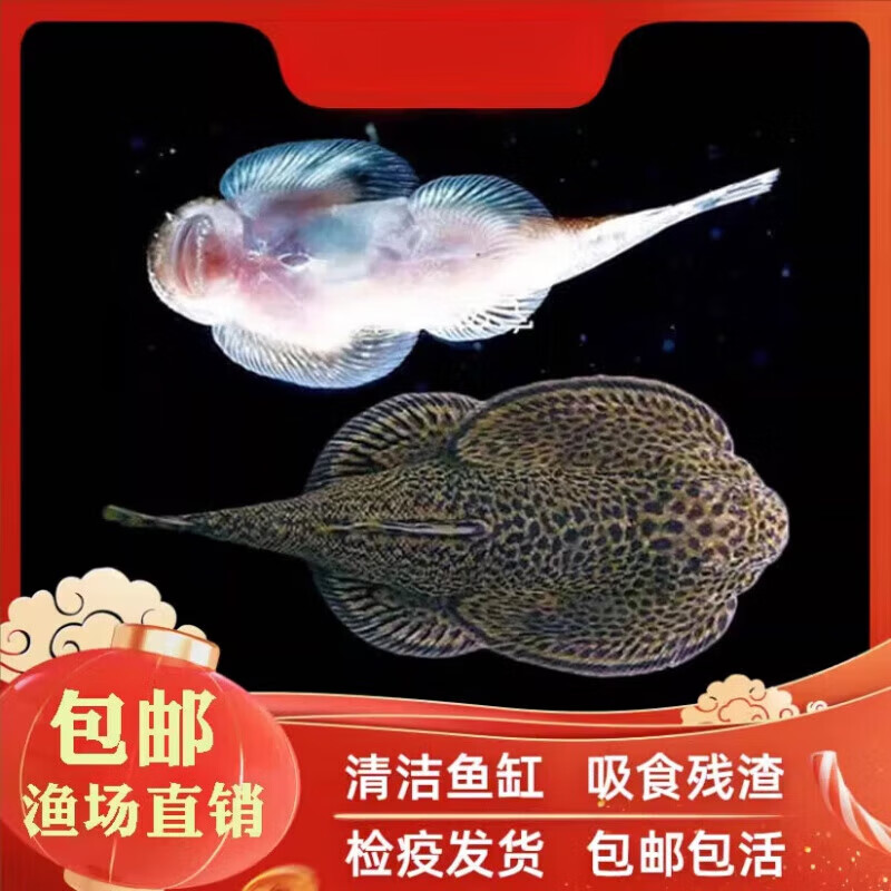 双吸盘鱼清洁能力图片