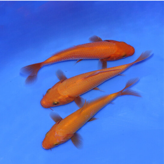 红色锦鲤 火鲤 活体日本纯种红色锦鲤观赏鱼丹顶锦鲤鱼冷水鱼锦鲤小鱼