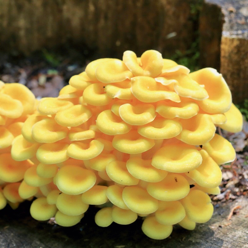 榆黄菇菌包1个(小号菌包)