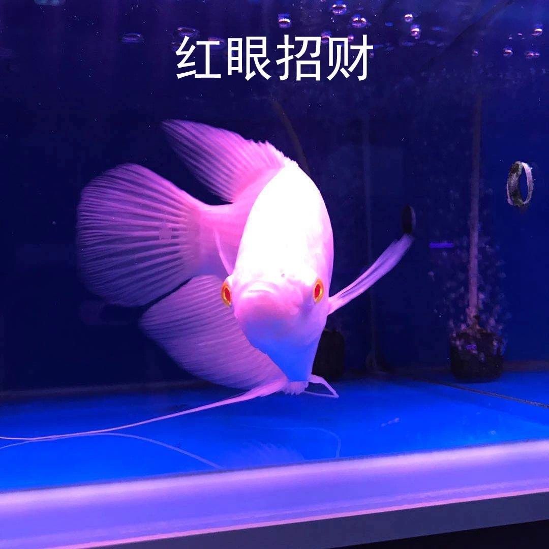 红眼招财鱼中大型热带观赏鱼活体战船鱼淡水热带鱼发财鱼 红眼招财鱼