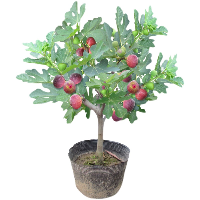 盆栽地栽南方北方种植当年结果特大无花果树 3年苗【拍下备注品种】