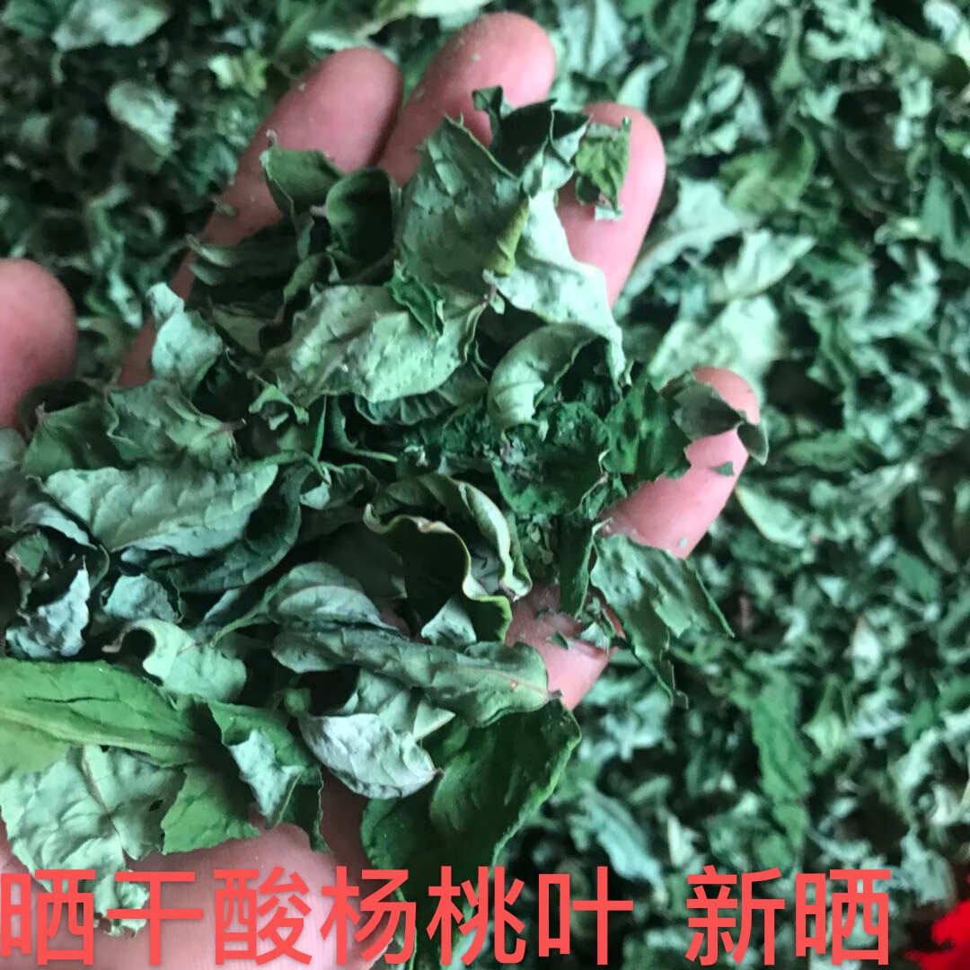 新鲜酸杨桃叶 酸杨桃树叶 杨桃叶 五敛子叶 五棱子500克 100g 晒干叶