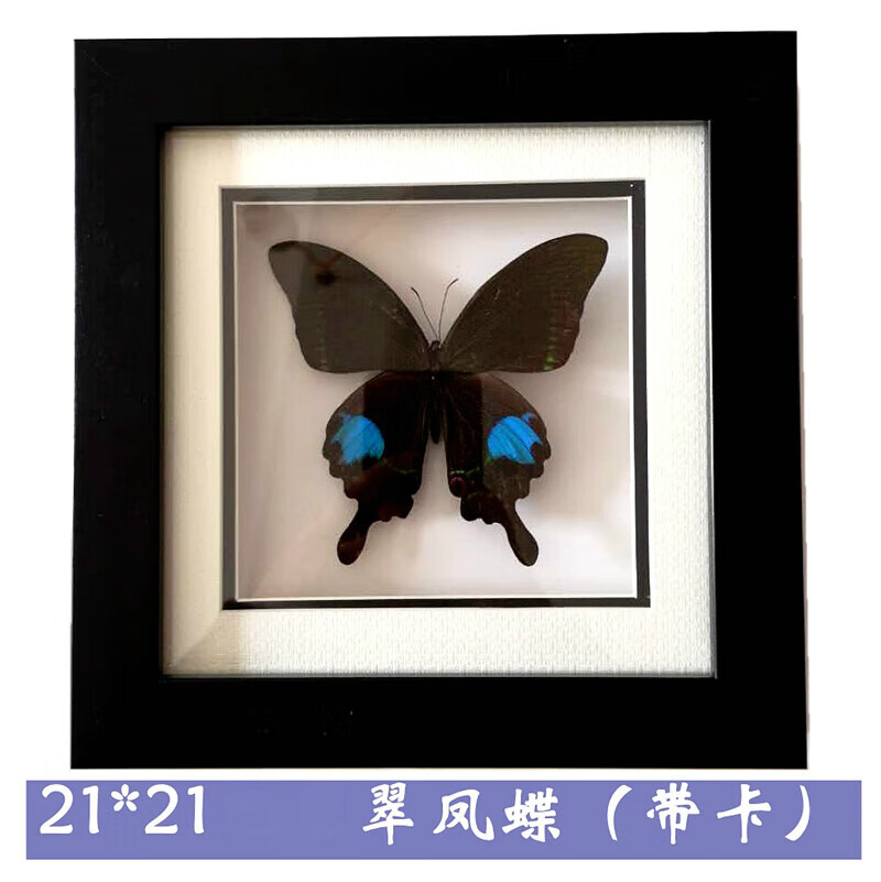 巴黎翠凤蝶带边卡 其他正方形尺寸 独立