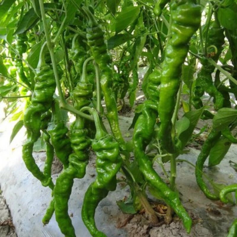 昊兰诺薄皮辣椒种子 阳台田园易活播种盆栽蔬菜种子