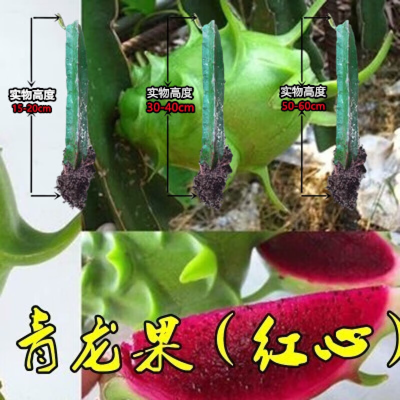 火龙果树果苗红心火龙果苗果树南方阳台四季盆栽种植 青龙果(红心) 1