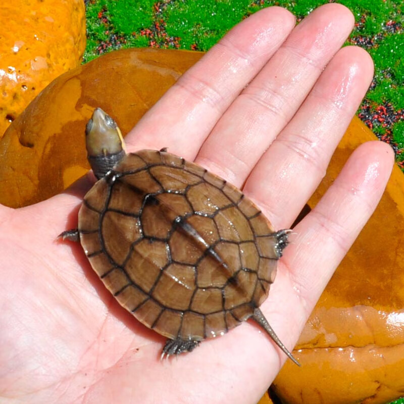 纯种越南石龟正宗南石龟活体宠物观赏小乌龟风水龟 红色