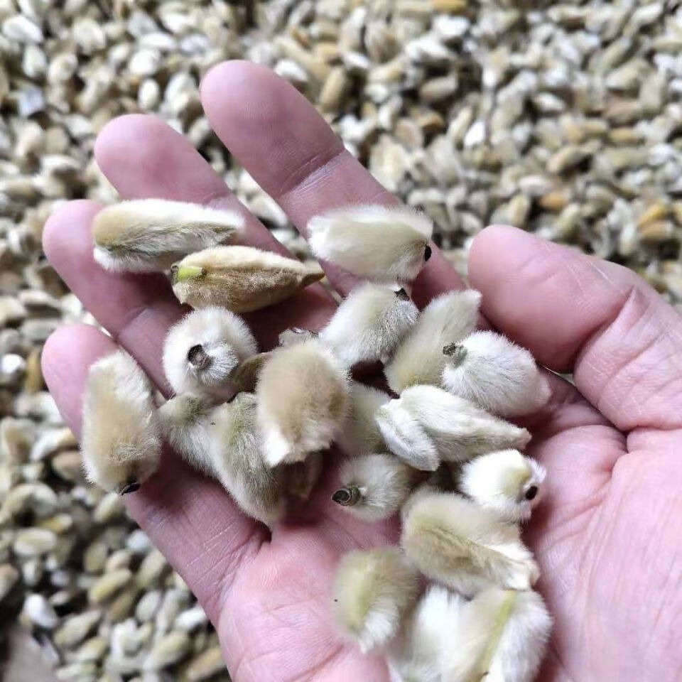 辛夷花 中药正宗辛夷花炎鼻辛夷花泡水野生感昌辛夷花 250克