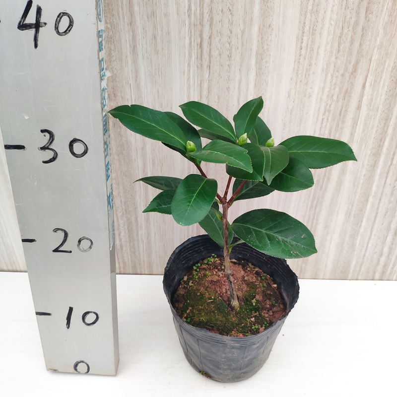 姚黄魏紫名贵山茶花树苗带花苞室内盆栽花卉庭院绿植大花型精选苗庭院