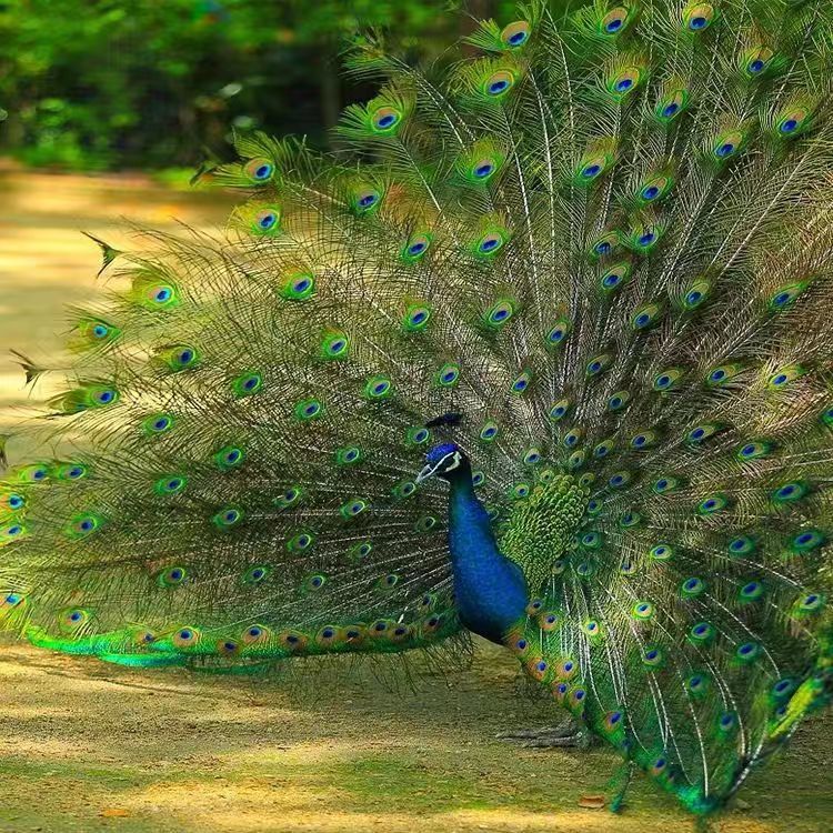 秋颖观赏孔雀活物家养公母一对观赏鸟孔雀幼鸟脱温包活到 红色 34299