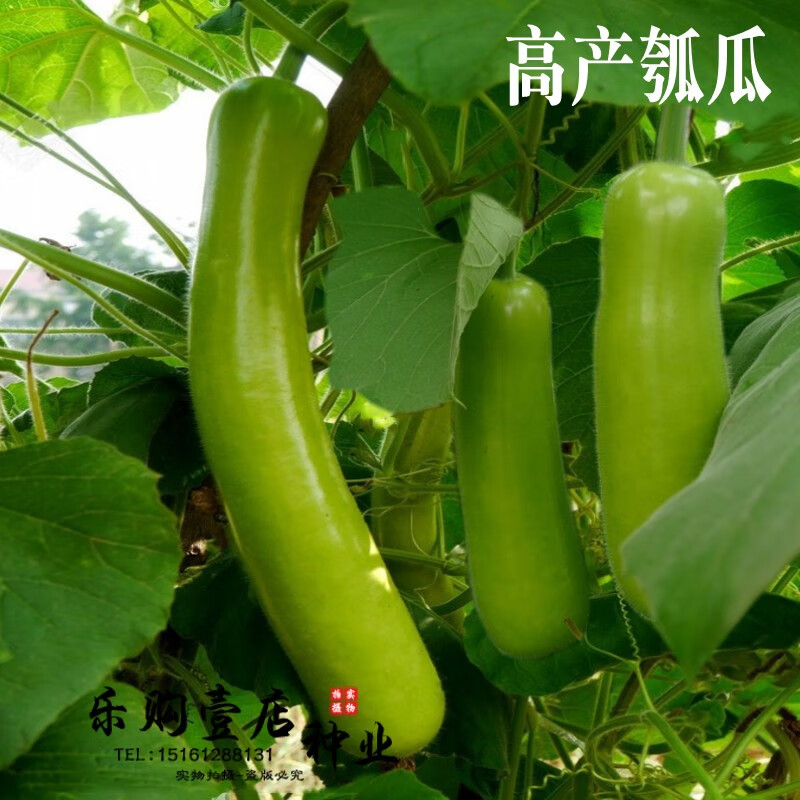 四季蔬菜种子长瓠瓜开瓢菜葫芦圆特大观赏菜用大酒仙葫芦种孑种籽 长