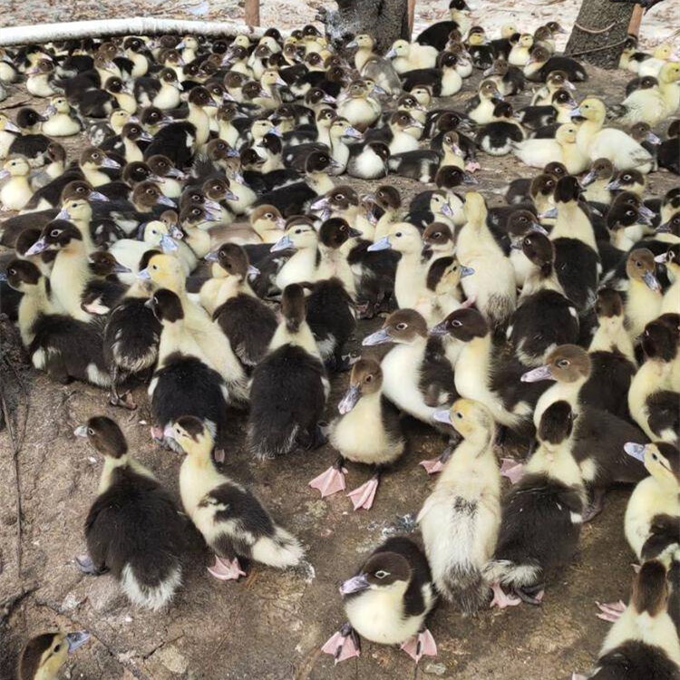 火鸭活体洋鸭腾鸭活鸭幼崽活物正宗大种黑番鸭白番鸭鸭苗红脸鸭