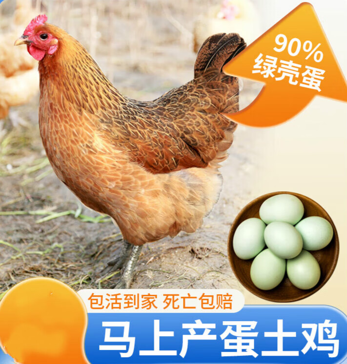 蛋鸡土鸡农家散养活鸡包活到家麻羽青脚粉绿壳即将下蛋土母鸡 1只母(3