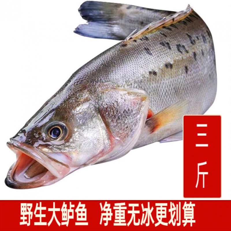 海鲈鱼冰冻生鲜鱼类冷冻海鱼海卢鱼整条七星鲈鱼鲜活新鲜卢鱼 三条装